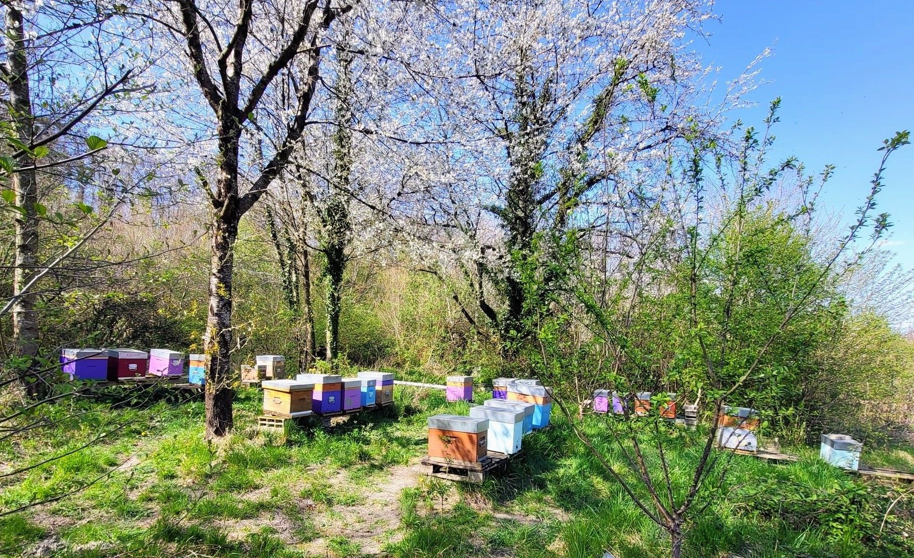 Mon rucher dans le nord-Isère